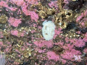 Striped flatworm