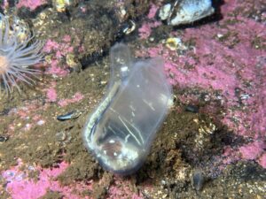 marine life