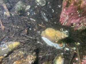common whelk