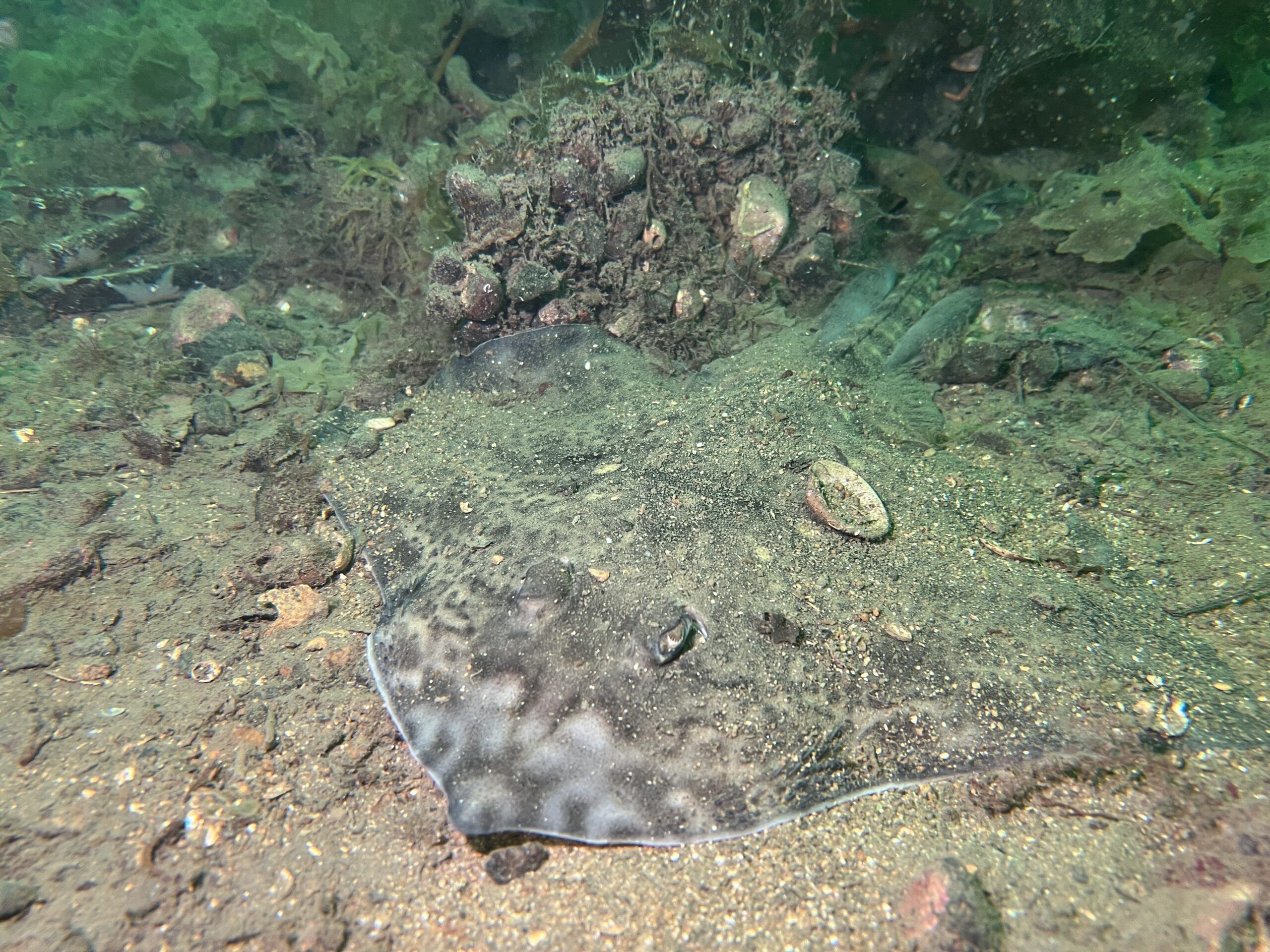 Thornback Ray Kentallen