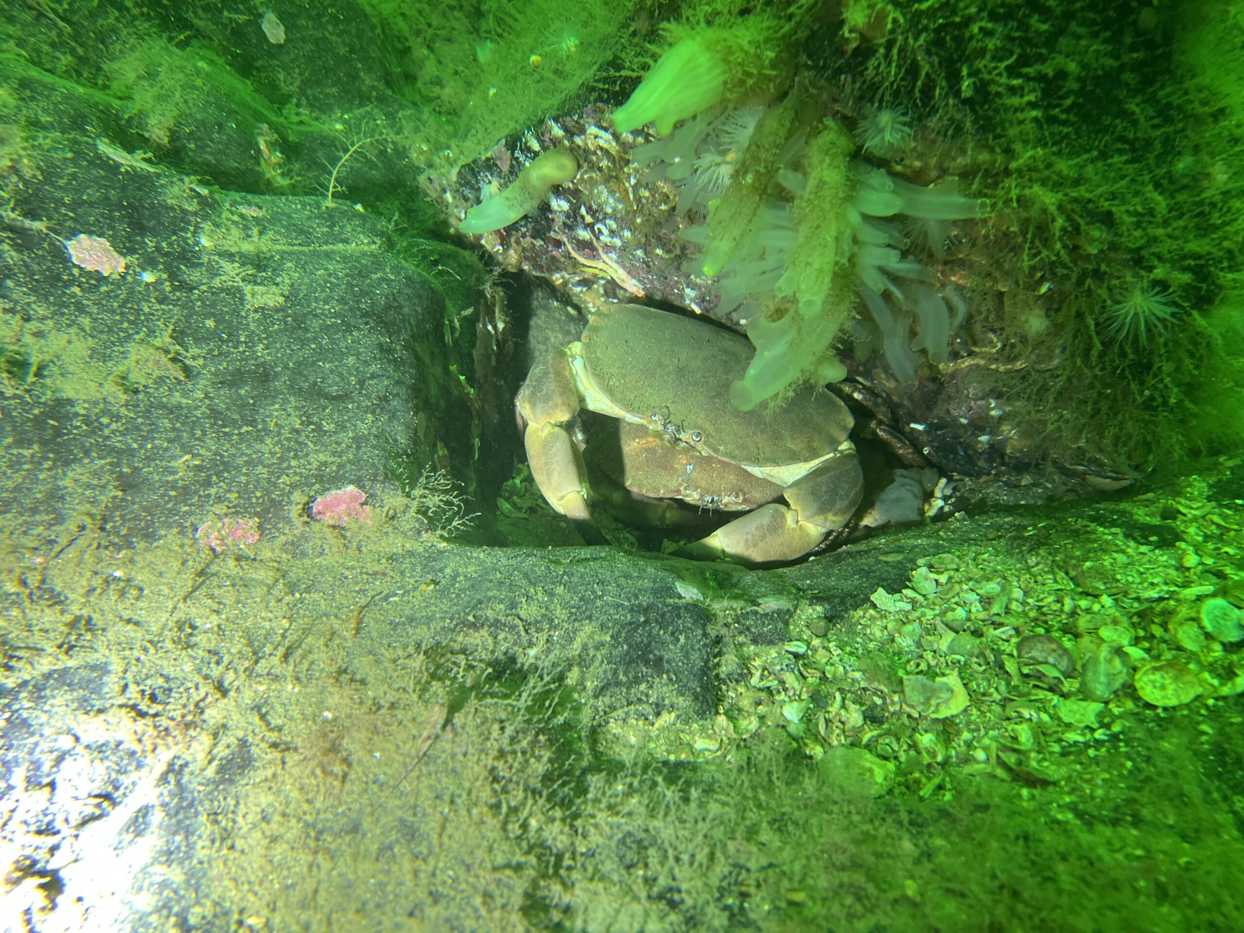 crabs Kentallen