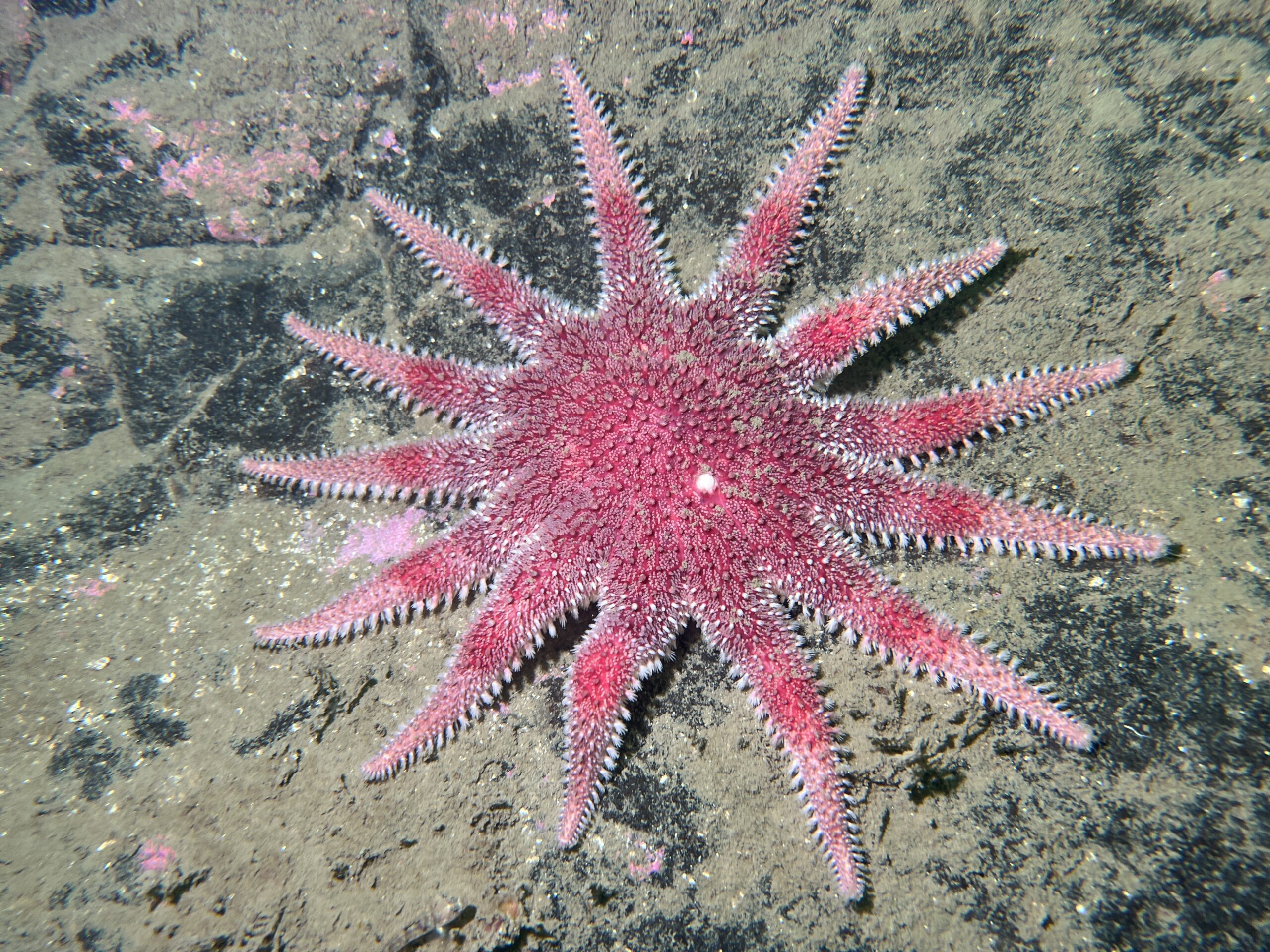 Sun star Kentallen